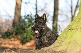 SCOTTISH TERRIER 064